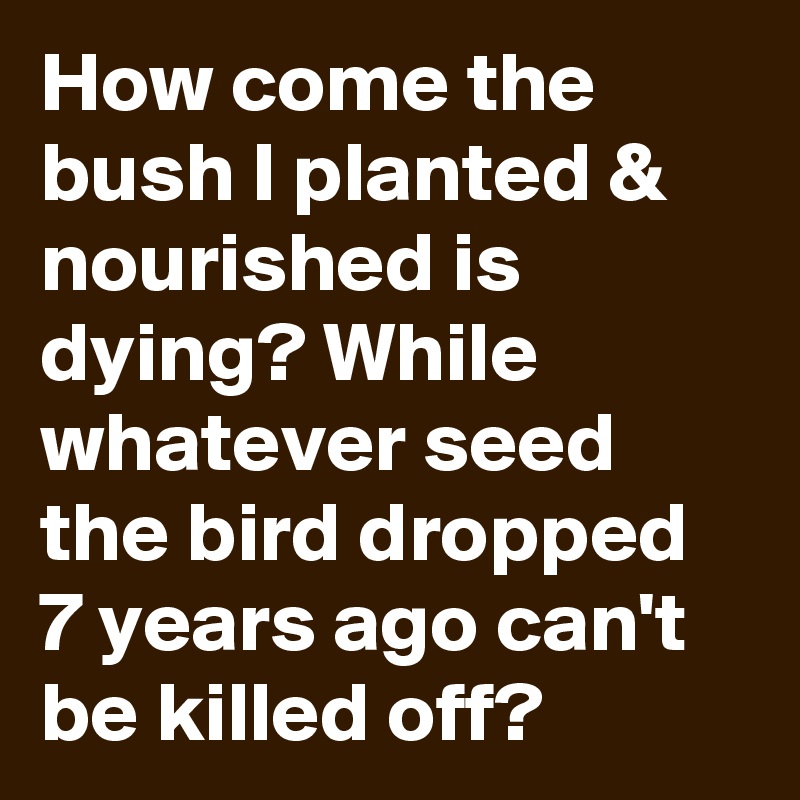 How come the bush I planted & nourished is dying? While whatever seed the bird dropped 7 years ago can't be killed off?