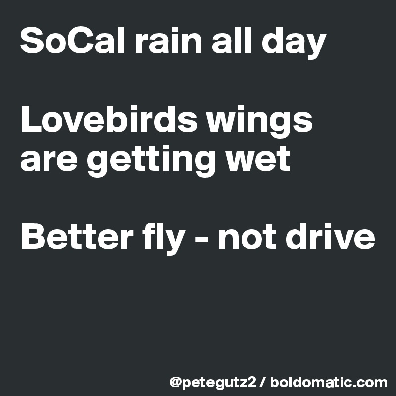 SoCal rain all day

Lovebirds wings are getting wet

Better fly - not drive

