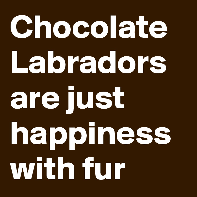 Chocolate Labradors are just happiness with fur