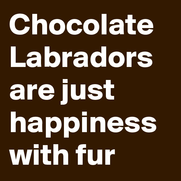 Chocolate Labradors are just happiness with fur