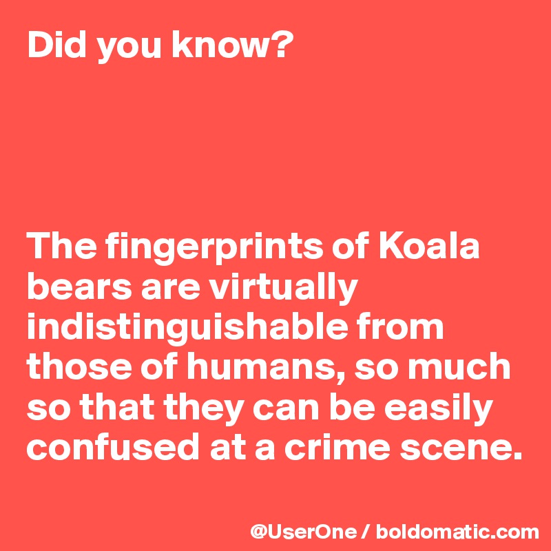 Did you know?




The fingerprints of Koala bears are virtually indistinguishable from those of humans, so much so that they can be easily confused at a crime scene.
