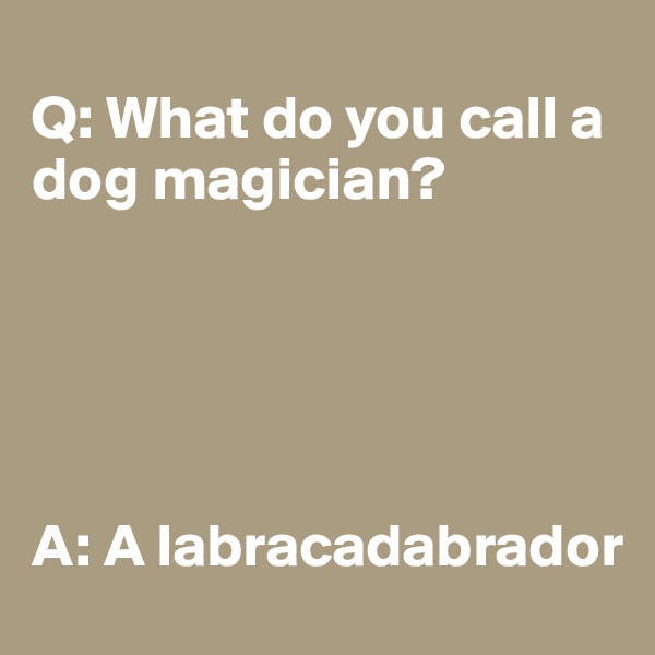 
Q: What do you call a dog magician? 





A: A labracadabrador