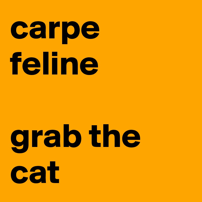 carpe feline

grab the cat