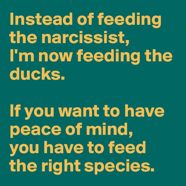 Instead of feeding the narcissist, 
I'm now feeding the ducks. 

If you want to have peace of mind, 
you have to feed the right species.
