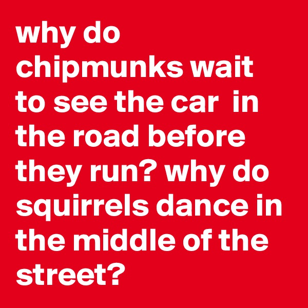 why do chipmunks wait to see the car  in the road before they run? why do squirrels dance in the middle of the street?