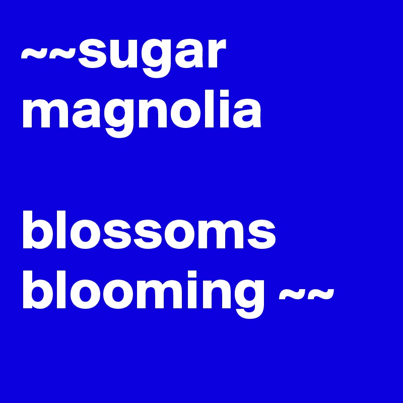 ~~sugar magnolia

blossoms blooming ~~
