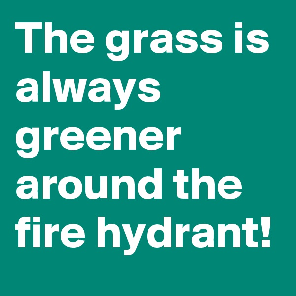 The grass is always greener around the fire hydrant! 