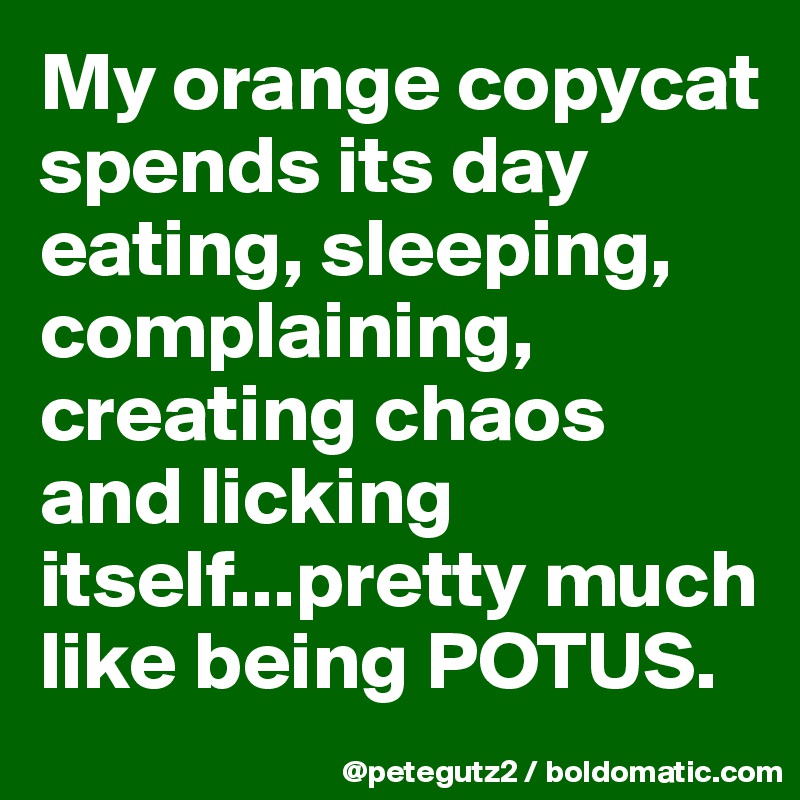 My orange copycat spends its day eating, sleeping, complaining, creating chaos and licking itself...pretty much like being POTUS.