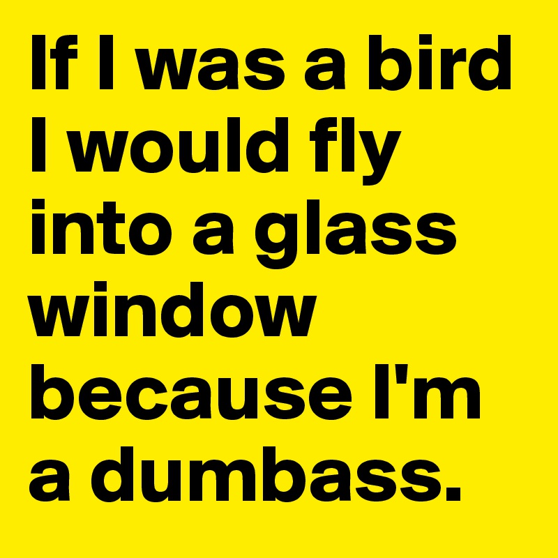 If I was a bird I would fly into a glass window because I'm a dumbass.