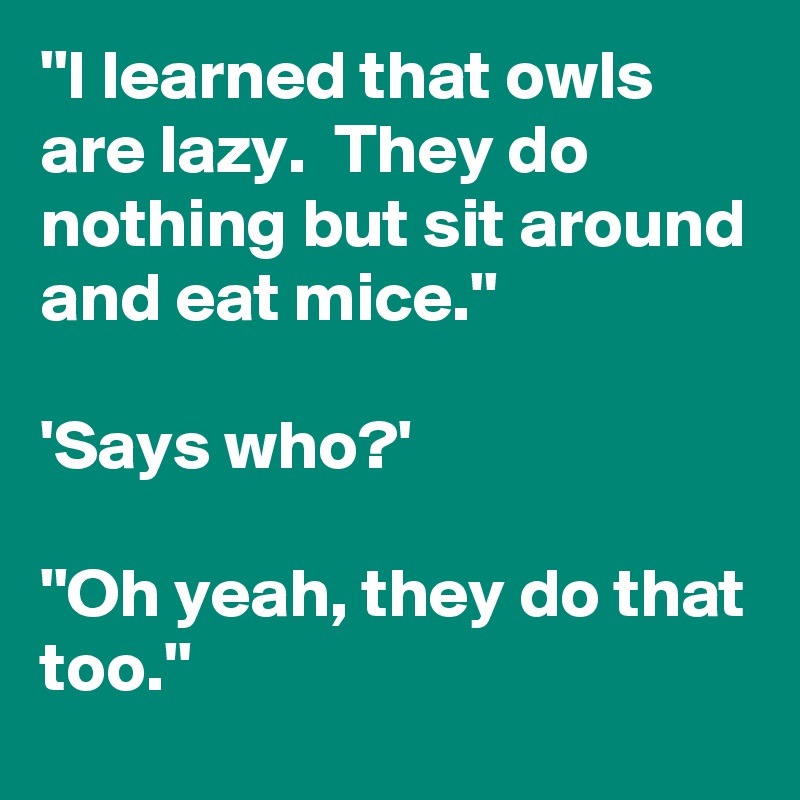 ''I learned that owls are lazy.  They do nothing but sit around and eat mice.''

'Says who?'

''Oh yeah, they do that too.''