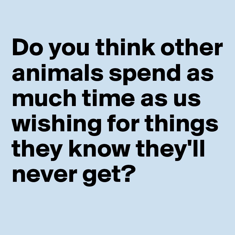 
Do you think other animals spend as much time as us wishing for things they know they'll never get?
