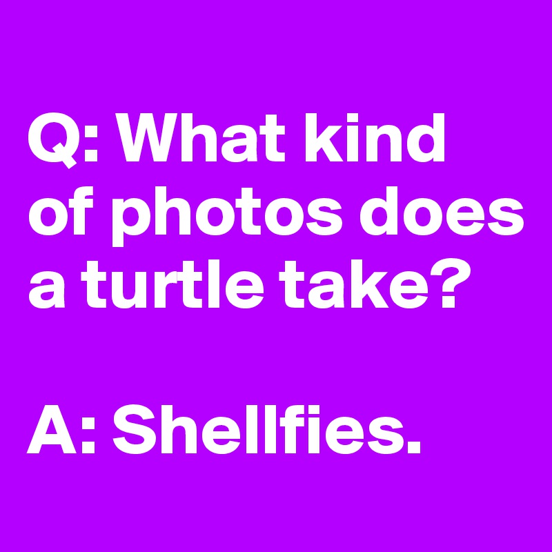 
Q: What kind of photos does a turtle take? 

A: Shellfies.