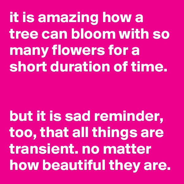 it is amazing how a tree can bloom with so many flowers for a short duration of time.


but it is sad reminder, too, that all things are transient. no matter how beautiful they are.