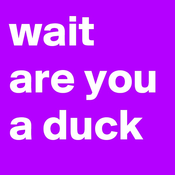 wait are you a duck 
