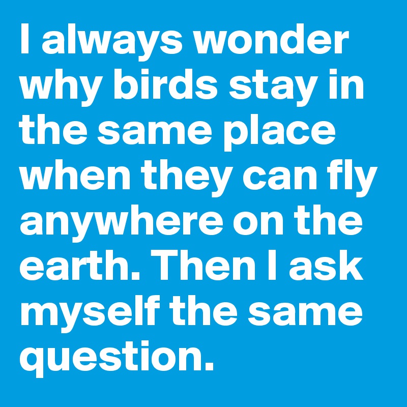 I always wonder why birds stay in the same place when they can fly anywhere on the earth. Then I ask myself the same question.