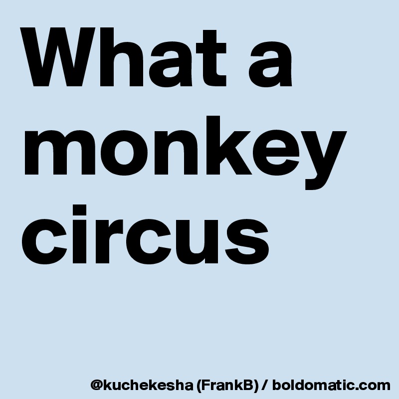 What a monkey circus
