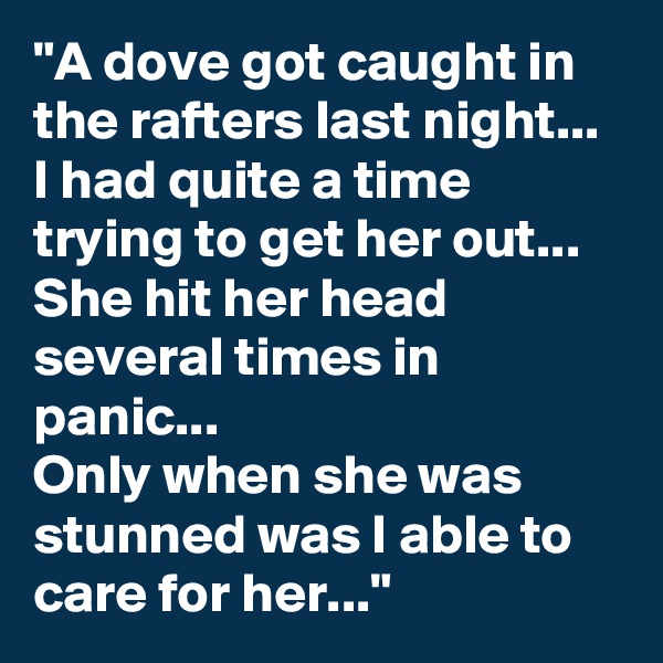 "A dove got caught in the rafters last night...
I had quite a time trying to get her out...
She hit her head several times in panic...
Only when she was stunned was I able to care for her..."
