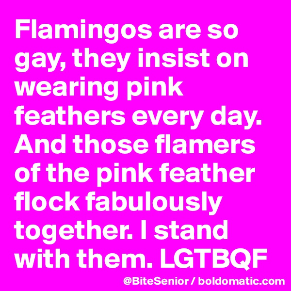 Flamingos are so gay, they insist on wearing pink feathers every day. And those flamers of the pink feather flock fabulously together. I stand with them. LGTBQF