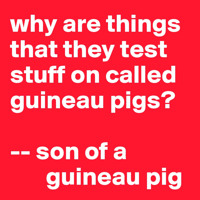 why are things that they test stuff on called guineau pigs?

-- son of a
       guineau pig