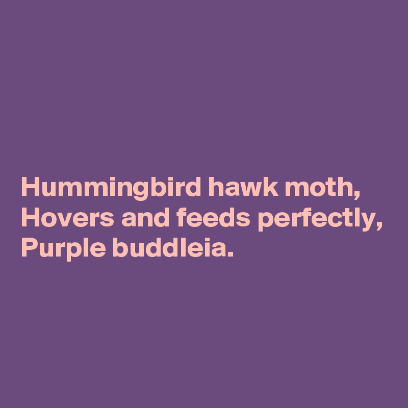 




Hummingbird hawk moth,
Hovers and feeds perfectly,
Purple buddleia.


