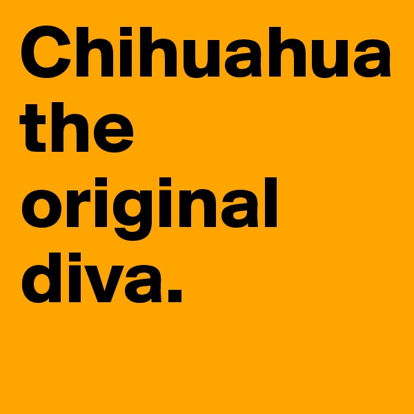 Chihuahua
the original diva.