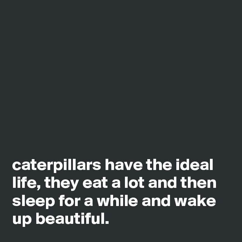 







caterpillars have the ideal life, they eat a lot and then sleep for a while and wake up beautiful.