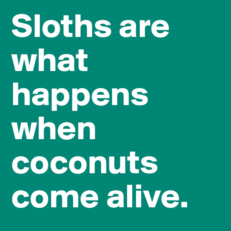 Sloths are what happens when coconuts come alive.