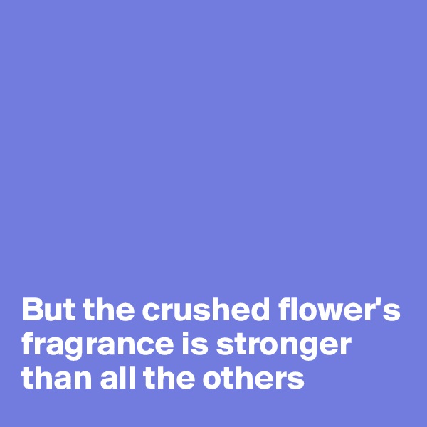 







But the crushed flower's fragrance is stronger than all the others 