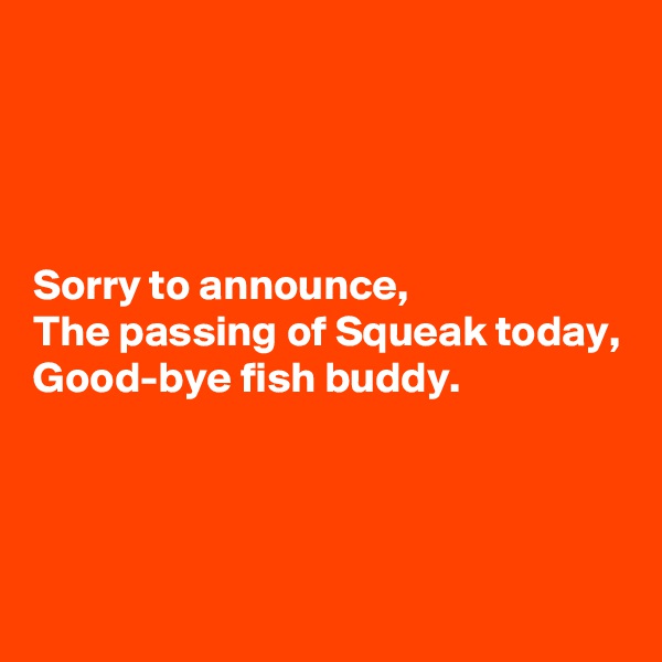 




Sorry to announce,
The passing of Squeak today,
Good-bye fish buddy.



