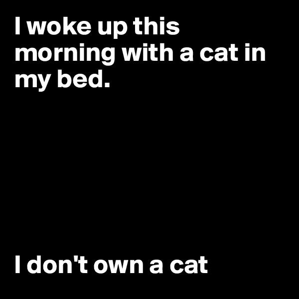 I woke up this morning with a cat in my bed.






I don't own a cat
