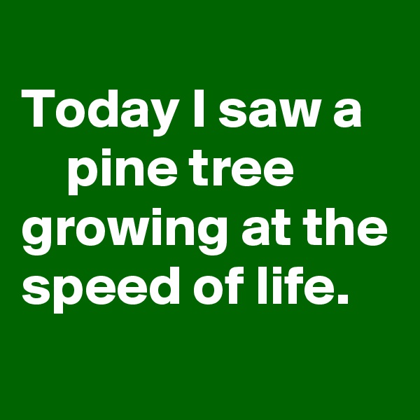 
Today I saw a       pine tree growing at the speed of life.
