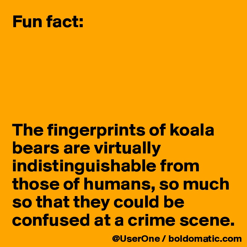 Fun fact:





The fingerprints of koala bears are virtually indistinguishable from those of humans, so much so that they could be confused at a crime scene.