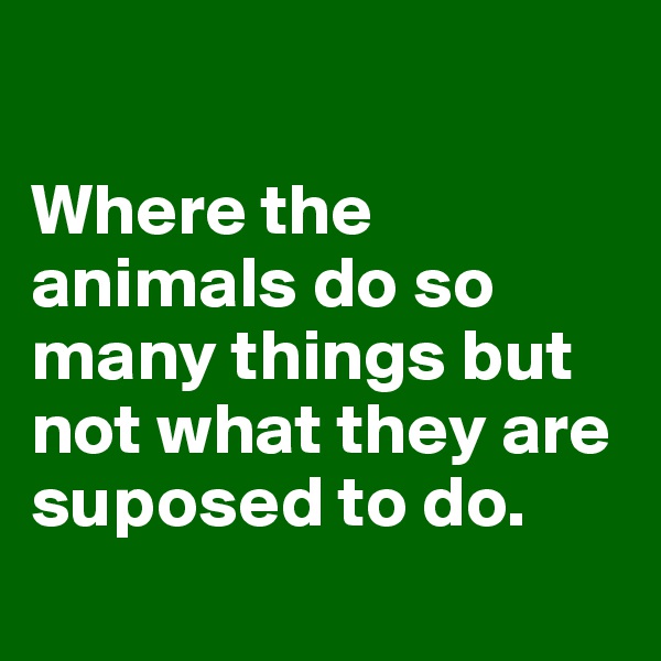 

Where the animals do so many things but not what they are suposed to do.
