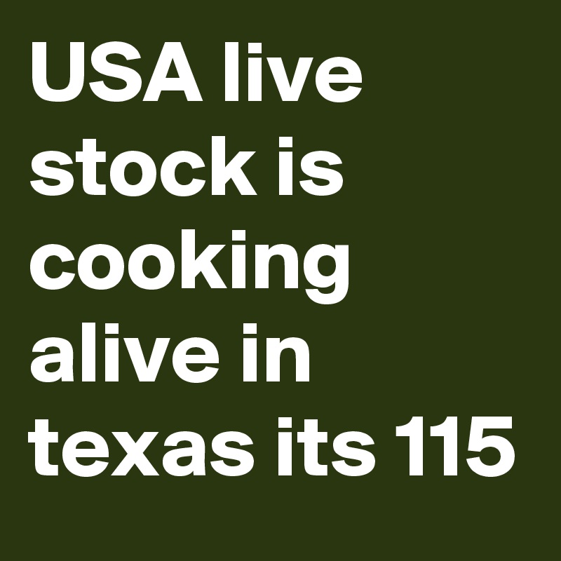 USA live stock is cooking alive in texas its 115 