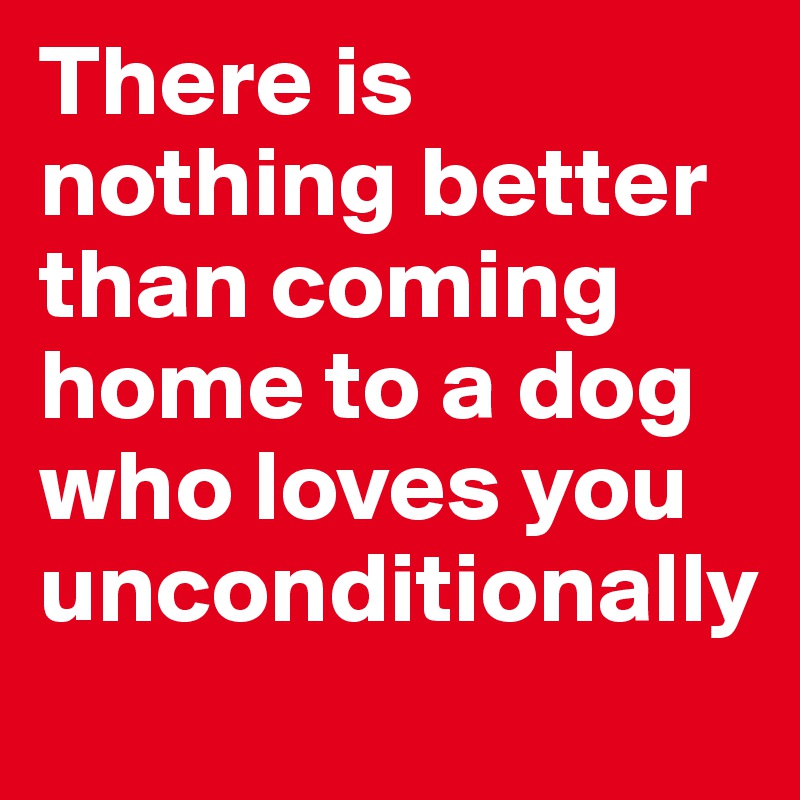 There is nothing better than coming home to a dog who loves you unconditionally