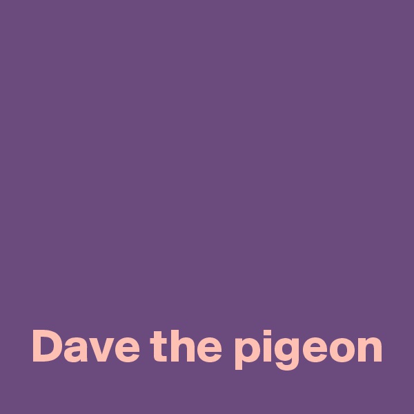 





 Dave the pigeon