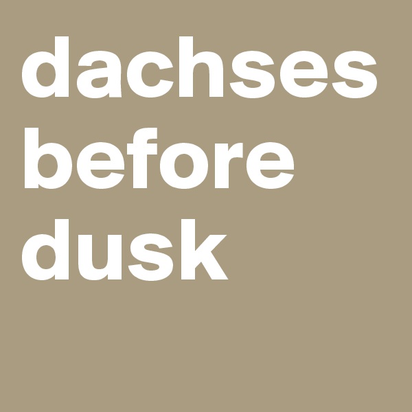 dachses before dusk
