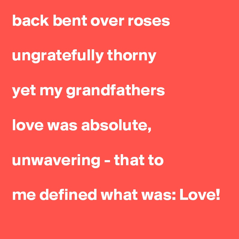 back bent over roses

ungratefully thorny

yet my grandfathers

love was absolute,

unwavering - that to

me defined what was: Love!