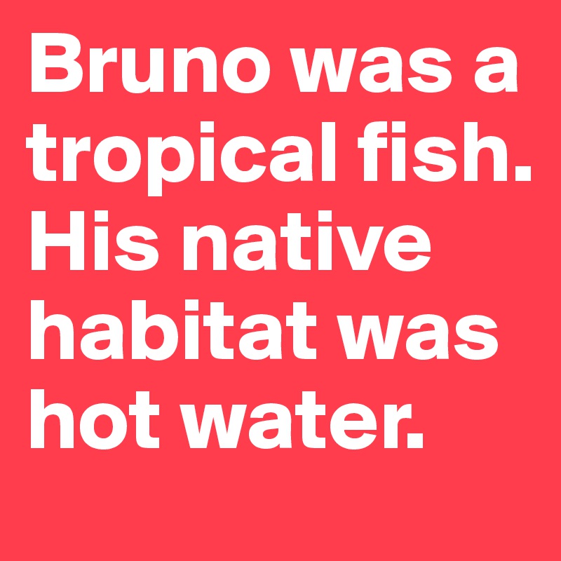 Bruno was a tropical fish. His native habitat was hot water.