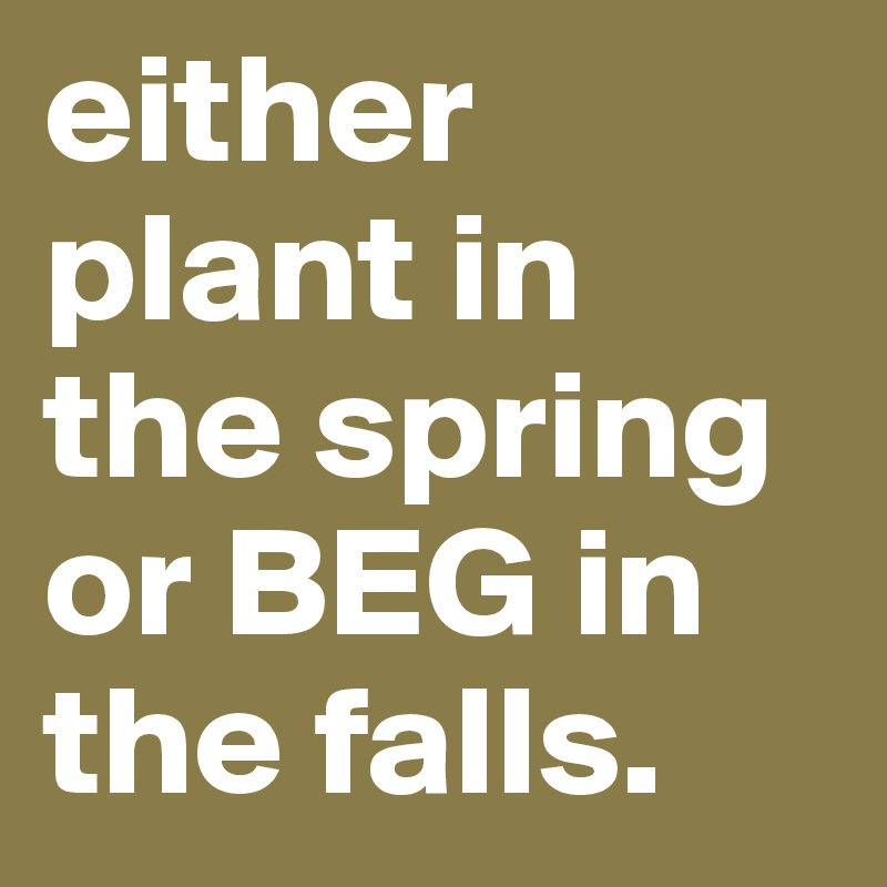 either plant in the spring or BEG in the falls.