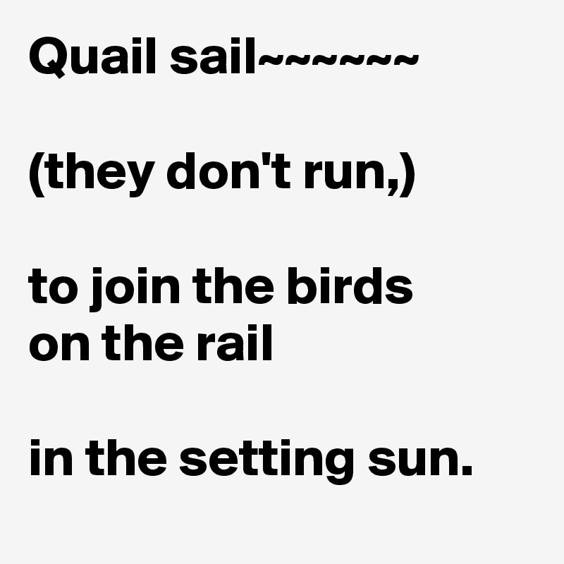 Quail sail~~~~~~

(they don't run,)

to join the birds on the rail

in the setting sun.