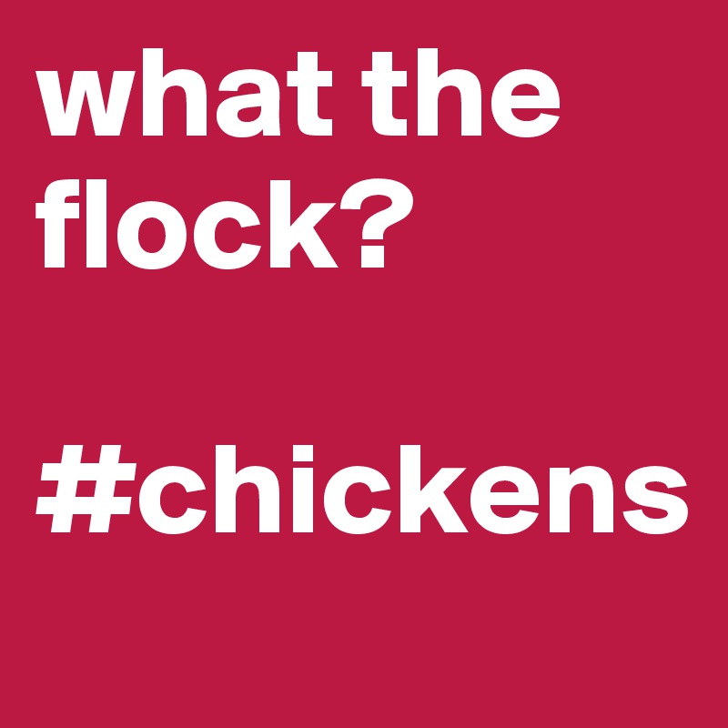 what the flock?

#chickens