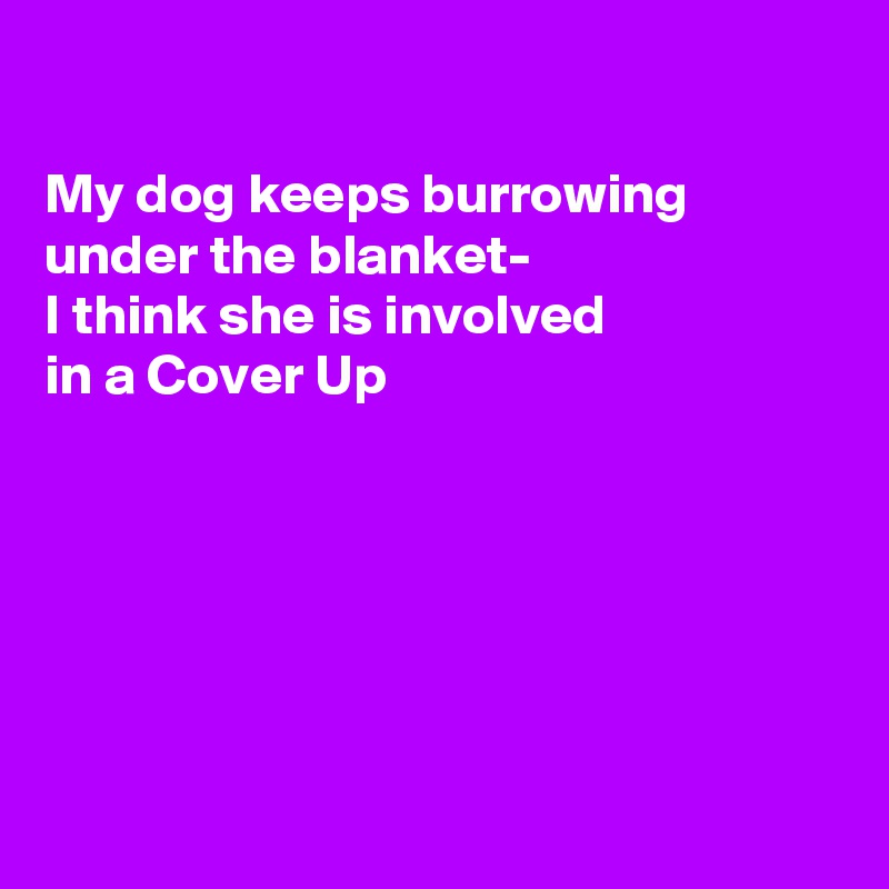 

My dog keeps burrowing
under the blanket- 
I think she is involved
in a Cover Up






