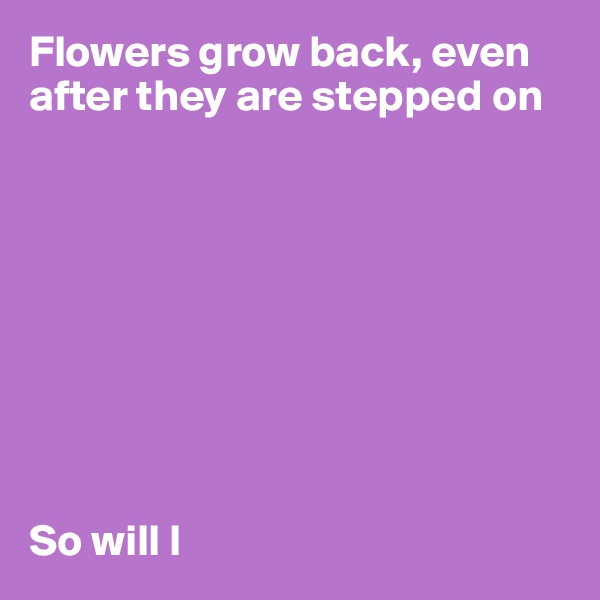 Flowers grow back, even after they are stepped on









So will I