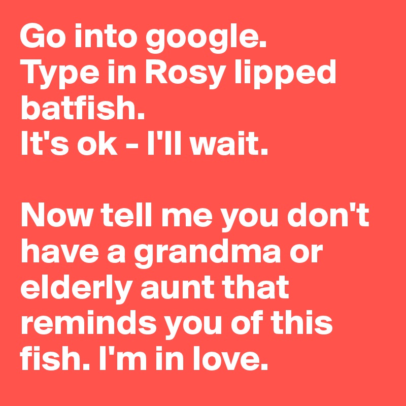 Go into google. 
Type in Rosy lipped batfish. 
It's ok - I'll wait. 

Now tell me you don't have a grandma or elderly aunt that reminds you of this fish. I'm in love. 