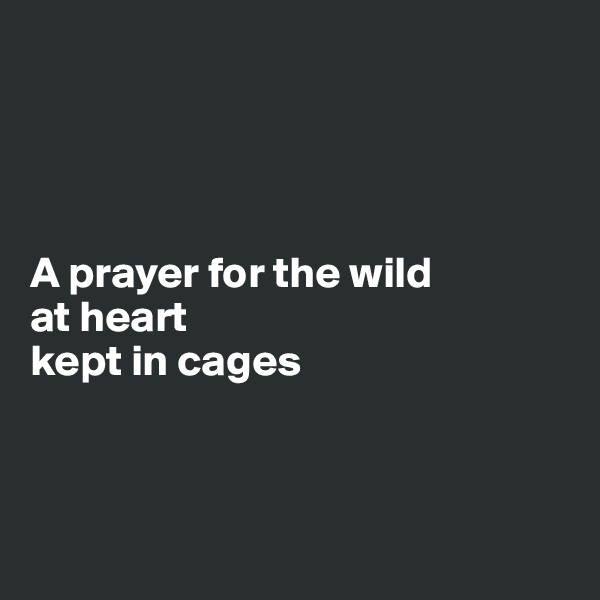 




A prayer for the wild 
at heart 
kept in cages



