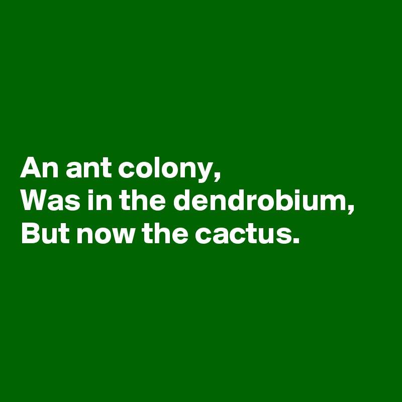 



An ant colony,
Was in the dendrobium,
But now the cactus.



