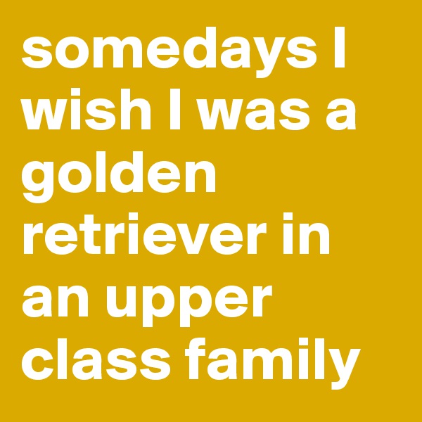 somedays I wish I was a golden retriever in an upper class family