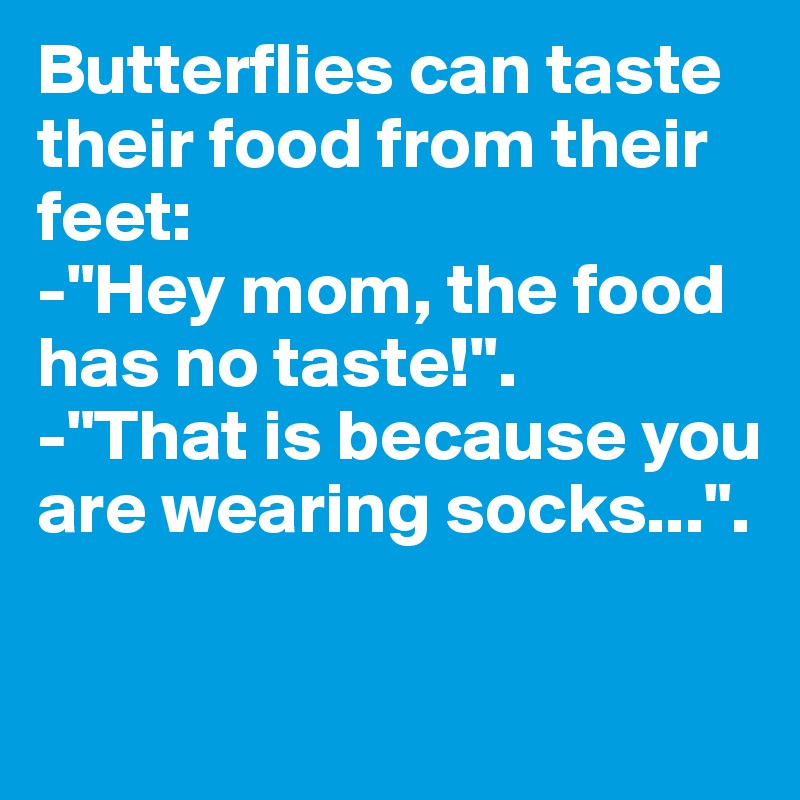 Butterflies can taste their food from their feet:
-"Hey mom, the food has no taste!".
-"That is because you are wearing socks...".

