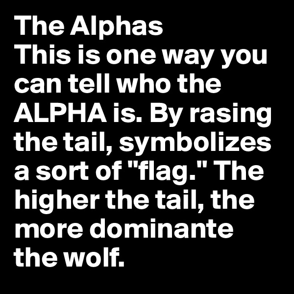 The Alphas
This is one way you can tell who the ALPHA is. By rasing the tail, symbolizes a sort of "flag." The higher the tail, the more dominante the wolf.